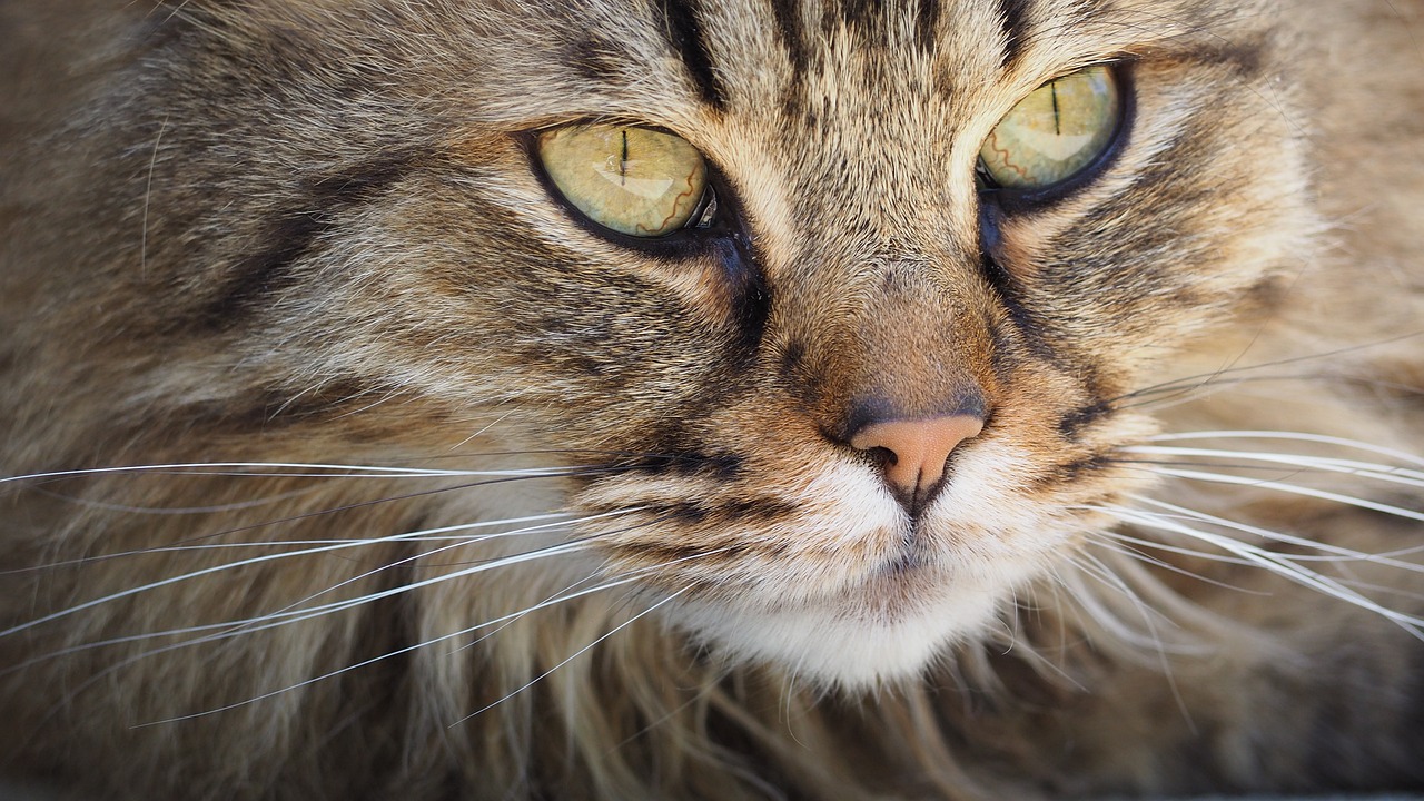 The Characteristics of the Norwegian Forest Cat